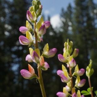 Lupinus stiversii